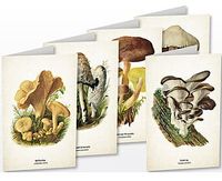 Kunstklappkarten Pilze vom Quelle & Meyer Verlag